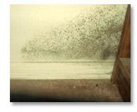 Mold growth visible on an interior wall surface